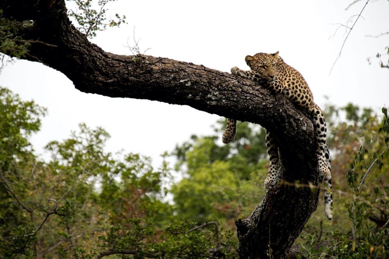 הוילה Kapama Game Reserve Kapama Karula מראה חיצוני תמונה